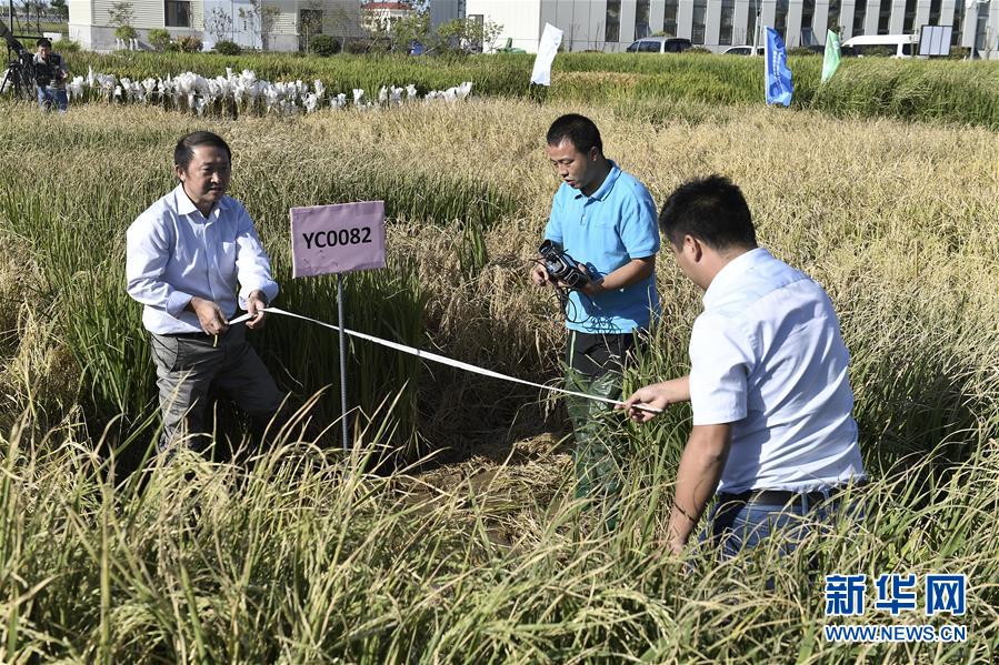（图文互动·新华视点）（1）我国高产“海水稻”试种成功　数亿亩盐碱地有望成米粮仓