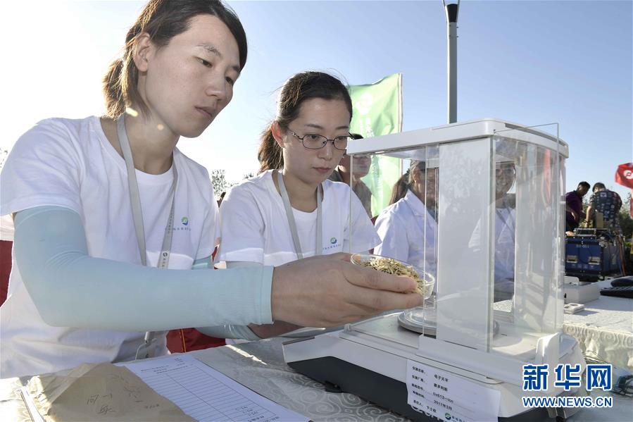 （图文互动·新华视点）（4）我国高产“海水稻”试种成功　数亿亩盐碱地有望成米粮仓