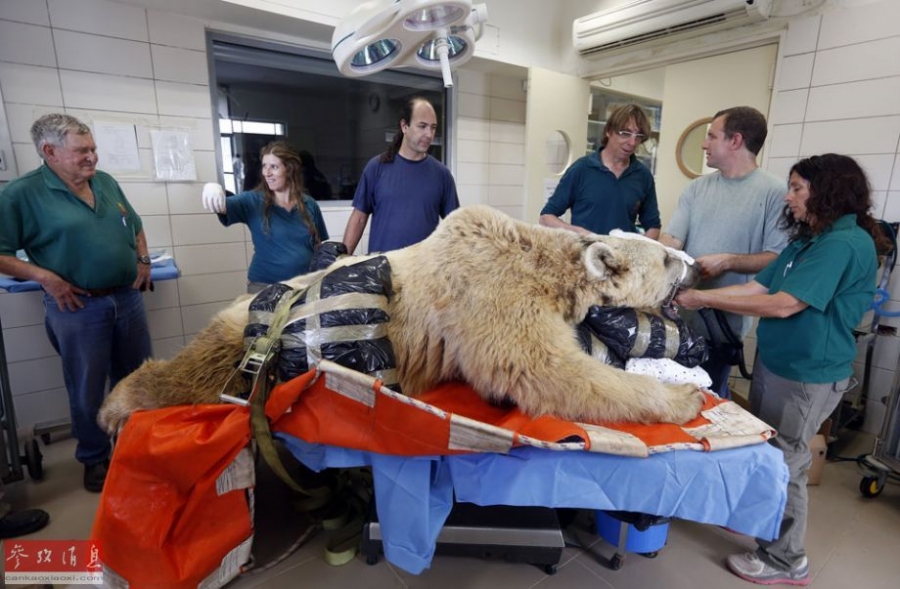 以色列动物园为棕熊做脊椎手术_图片频道_贵