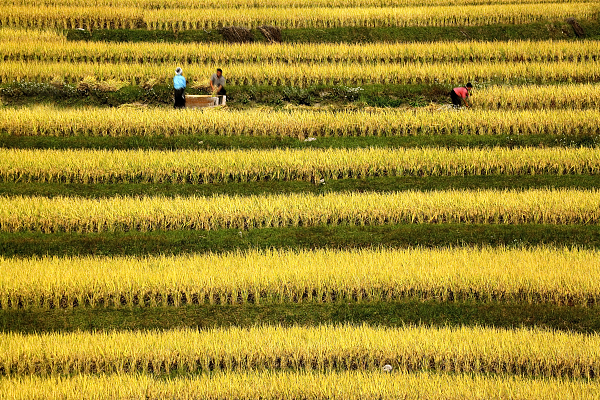 打造农村产业革命示范田 贵州五百亩以上坝区产业结构调整成效斐然