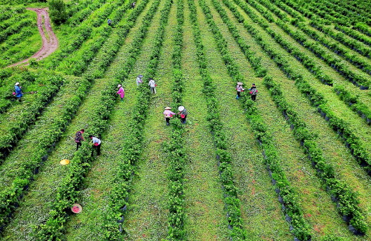 丹寨县烧茶坝区亩产值从800元飙升至1.2万元