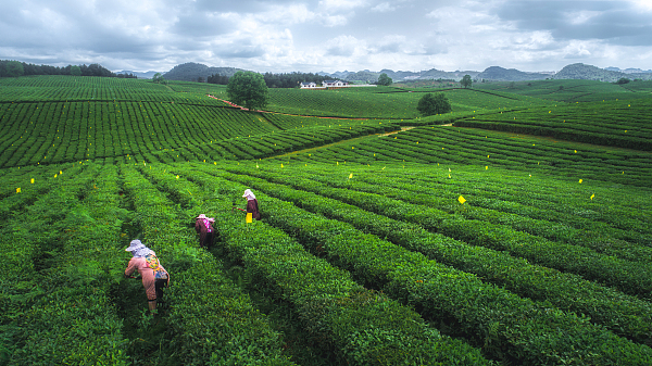 坝区高标准农田这样建成