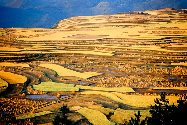 坝区标准化基地这样生产