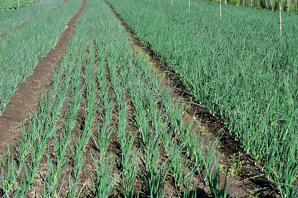 产销精准对接,赫章县窝皮坝区香葱俏销长三角——郁郁葱葱香满园　欢欢喜喜唱山歌