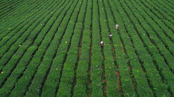 新型农业社会化服务体系为坝区赋能