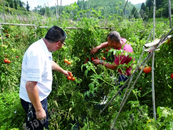 瓮安县金竹坝区：标准化种植 让收益翻了好几倍