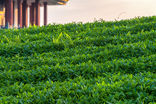 “全链条”融合激发坝区产业龙腾虎跃