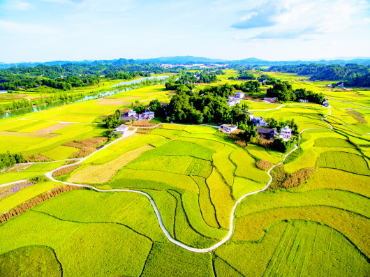 湄潭县共和坝区——立体农业织锦绣　稻熟鸭肥茶飘香