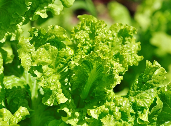 遵义市汇川区上庄坝区:精品蔬菜唱主角　四季轮作土生金