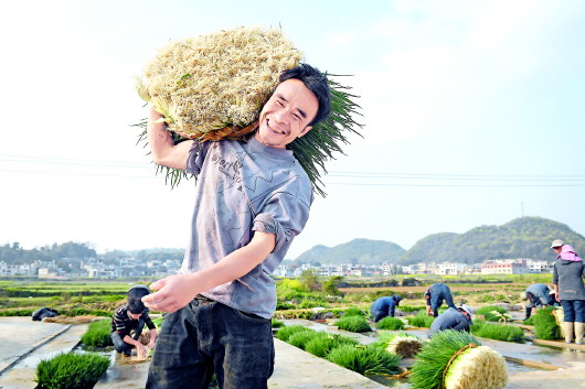花溪区黔陶坝区精准选择产业 小香葱成了富民大产业