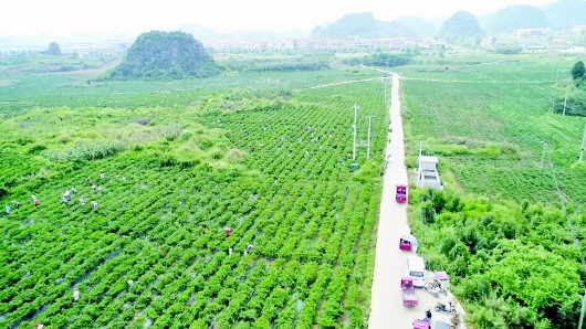 六枝特区木岗坝区:高效农业鼓动力　集约种植促增收