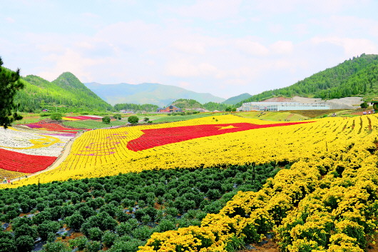 麻江县卡乌药谷江村坝区—一花引领产业兴　种菊人家日子红