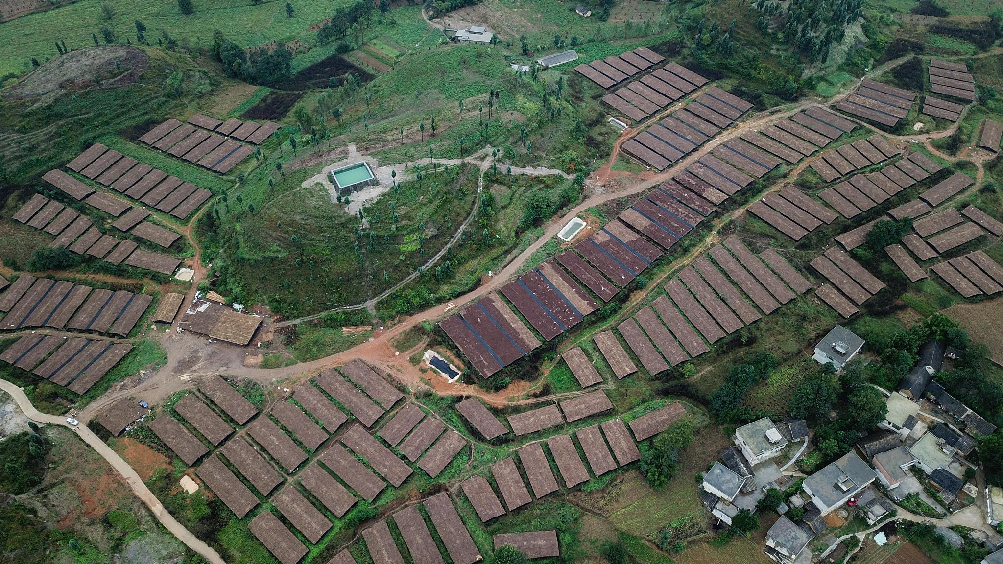 金沙县沙土镇中心坝区:“薄收田”结出“金果果”