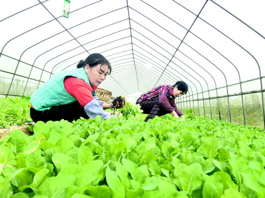 绥阳县金坪坝区：撂荒田变“菜篮子”　学技能让“土生金”