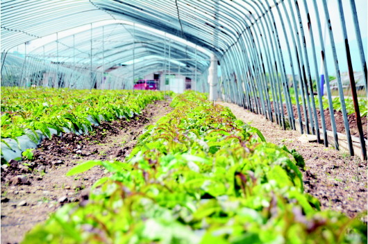 黄平县旧州坝区:精细蔬菜唱主角　产销两旺乐农家