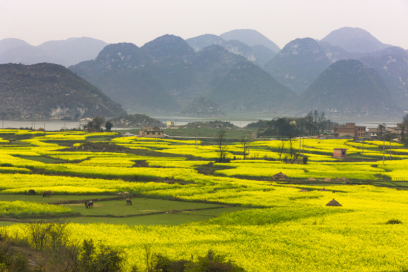 安顺镇宁扁担山坝区:科技种菜好“钱景”　利益共享干劲足