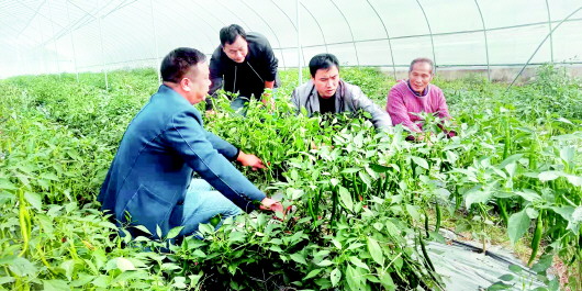 江口县挂扣坝区：满坝蔬菜四季常青　“绿色银行”带富村民