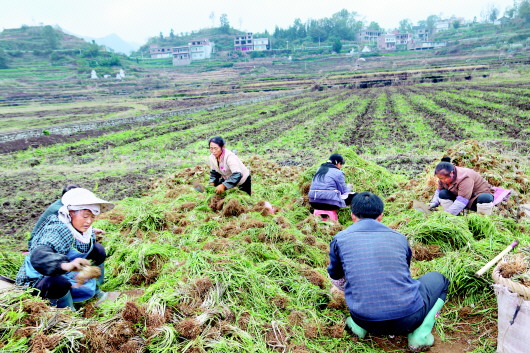 普定云盘坝区：良田良用产业红