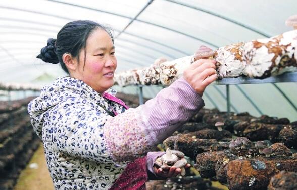 黔视频|毛家院村产业花开满“院”春