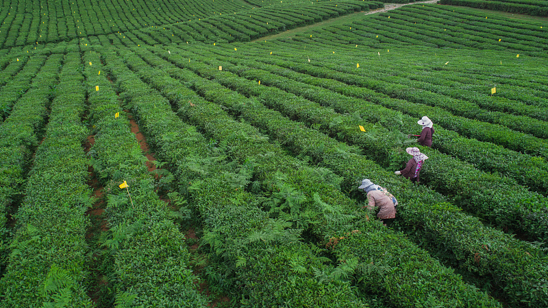 黔货出山 贵阳将打通到粤港澳大湾区直连直通