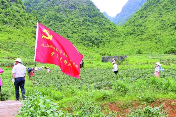 贵阳观山湖区教育局党员志愿者赴罗甸县助农抢收蔬果