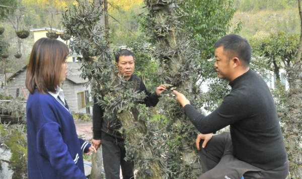 "首草"石斛基地的张帮俊正在讲授石斛管理技术"我家流转6亩石旮旯地给