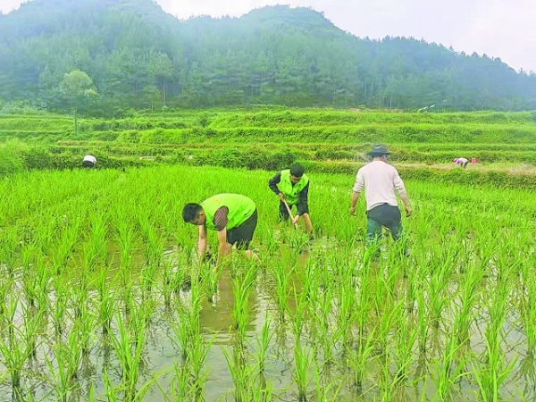 花溪区高坡乡整治耕地撂荒 助农民增收