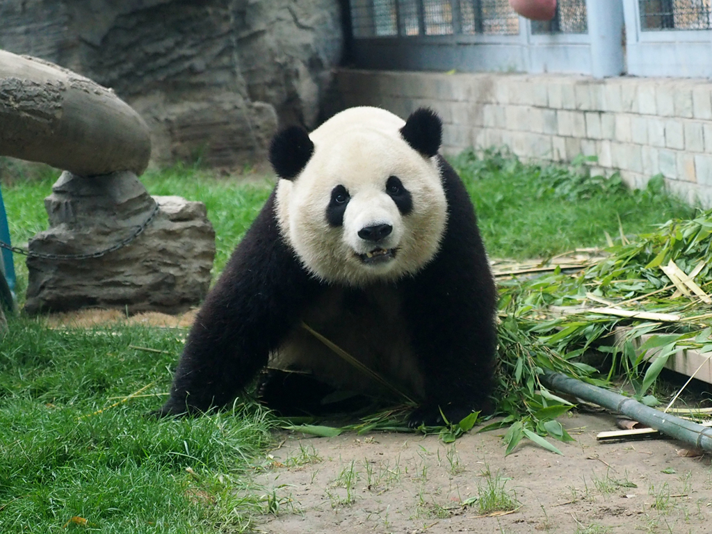 大熊猫站在竹叶图片,大熊猫呆萌,大熊猫吃竹子简笔画(第2页)_大山谷图库