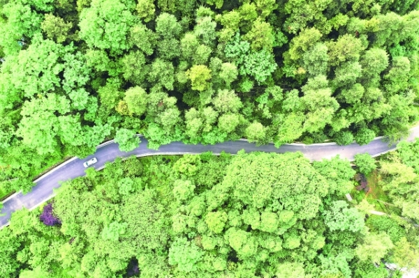 南明区印发《方案》—— 建立三级林长体系 推进森林资源保护与发展