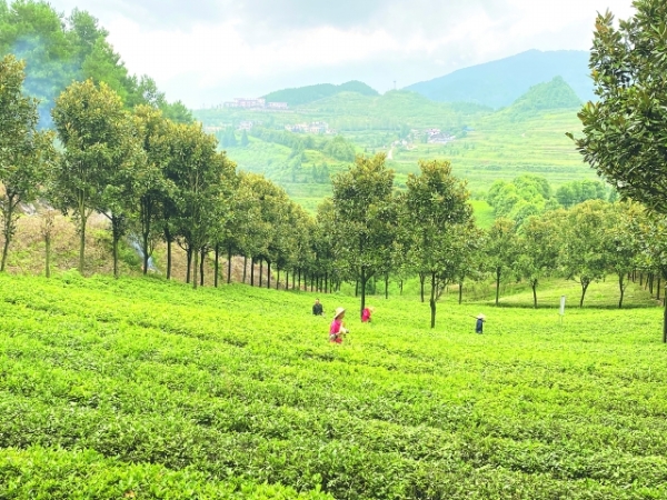 文明村风起 茶乡暗香来——记全国文明村镇开阳县南龙乡田坎村