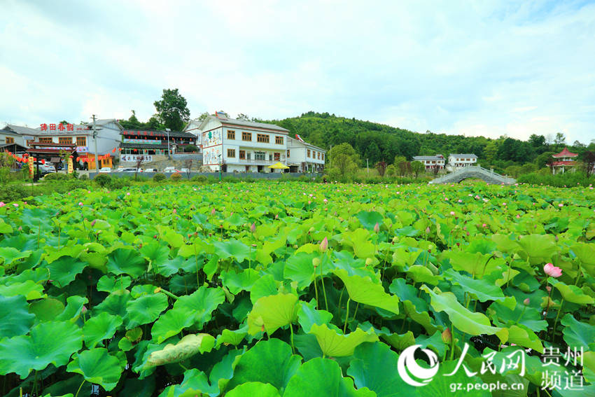以“两手抓”擦亮乡村幸福生活底色——记全国文明村镇白云区都拉布依族乡
