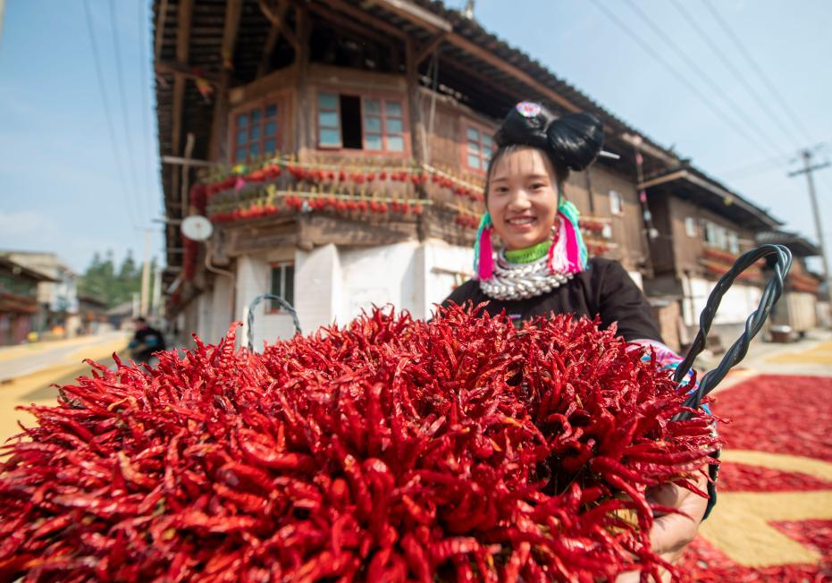 9月12日，贵州省从江县东朗镇摆啊村村民在展示收获的朝天椒。新华社发 吴德军 摄