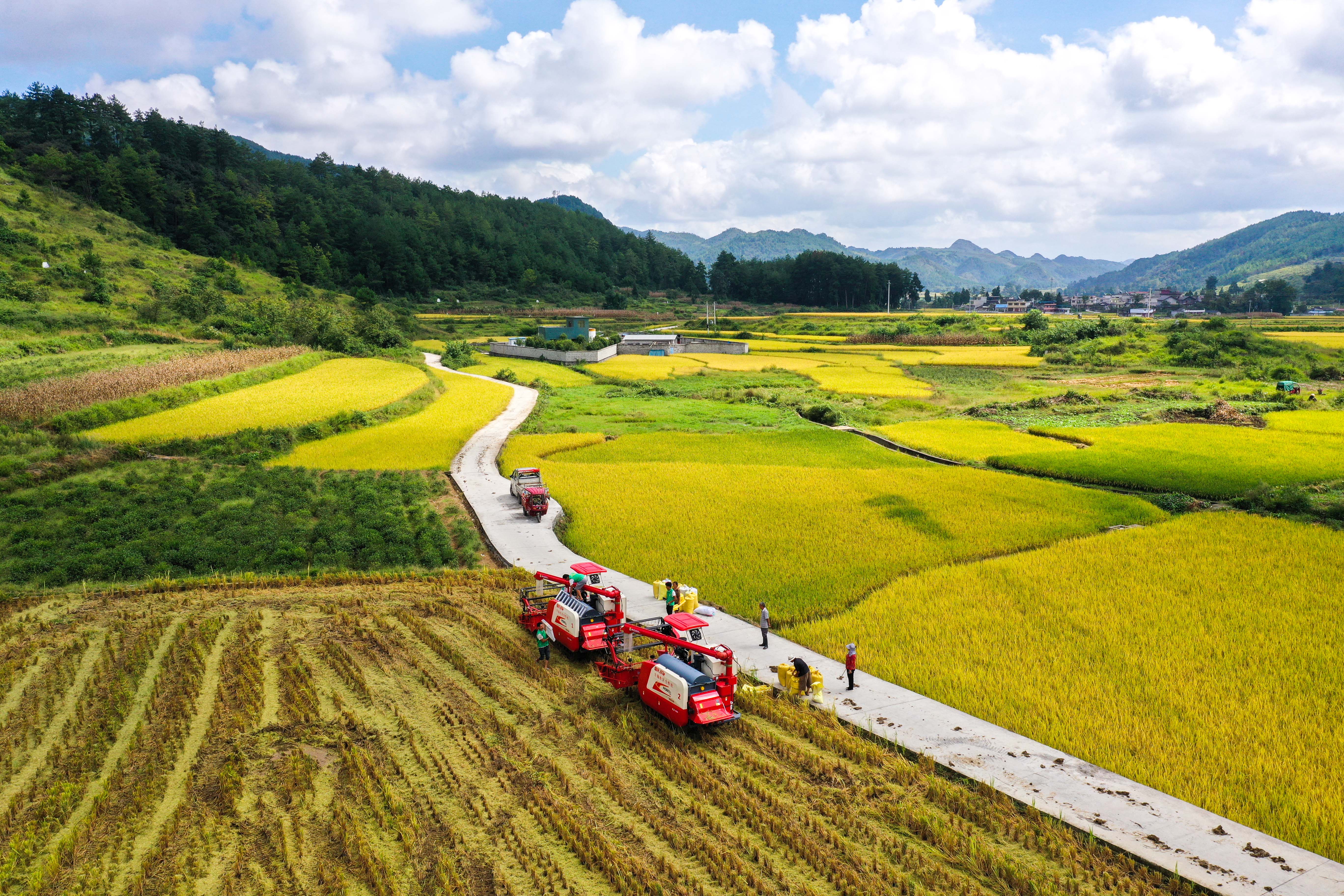 9月15日，贵州省龙里县湾滩河镇羊场社区的农民在抢收稻谷（无人机照片）。新华社记者 杨文斌 摄
