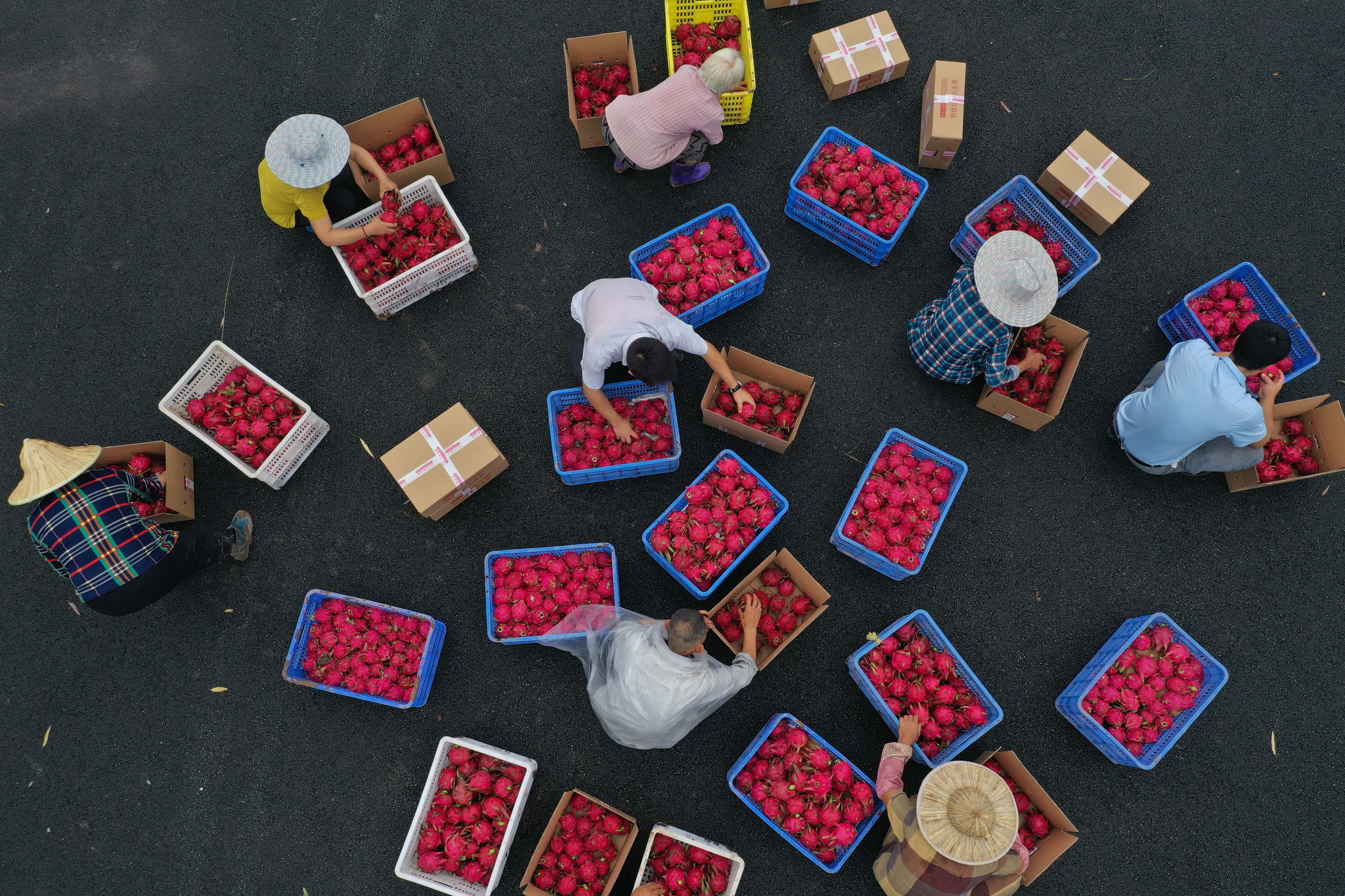 7月17日，在习水县同民镇同民村农业生态园，村民在分拣、包装火龙果(无人机照片)。新华社发 王长育 摄 