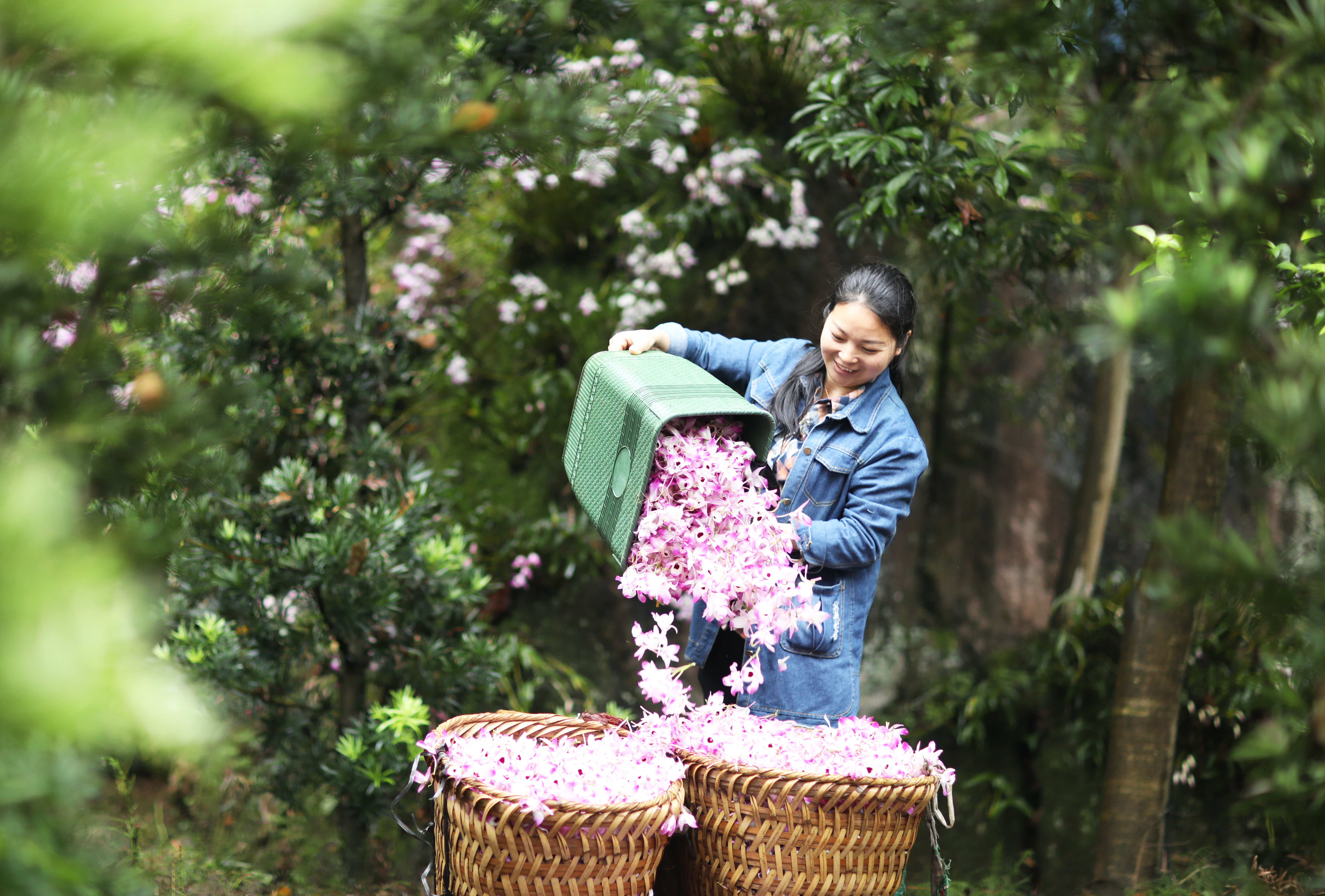 5月5日，赤水市长沙镇长兴村村民将刚采摘的金钗石斛鲜花装筐。新华社发 王长育 摄 