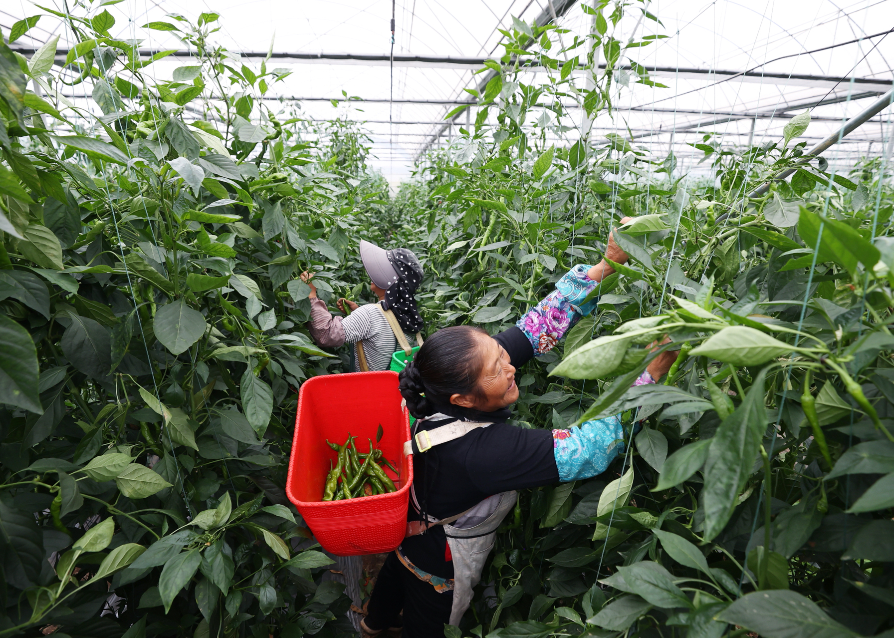 9月17日，村民在清镇骆家桥高标准蔬菜保供基地采摘辣椒。郑雄增 摄