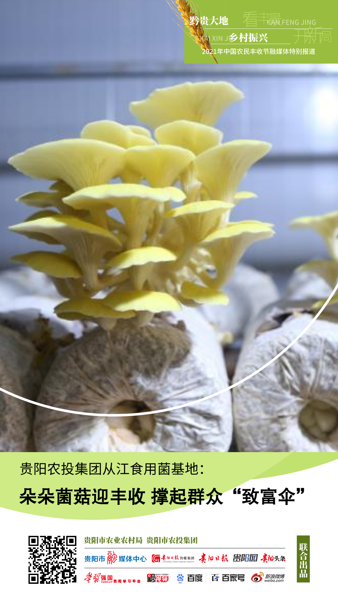 贵阳农投集团从江食用菌基地：朵朵菌菇迎丰收 撑起群众“致富伞”