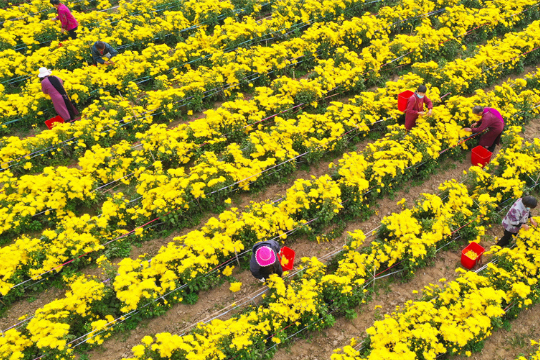河南鄢陵：“菊花经济”助力乡村振兴
