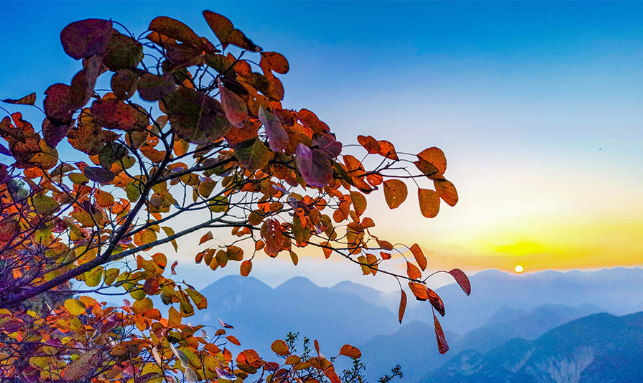 红叶出云海 重庆云台寺秋色美