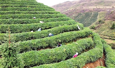 都匀螺蛳壳规模化种植促进茶产业发展