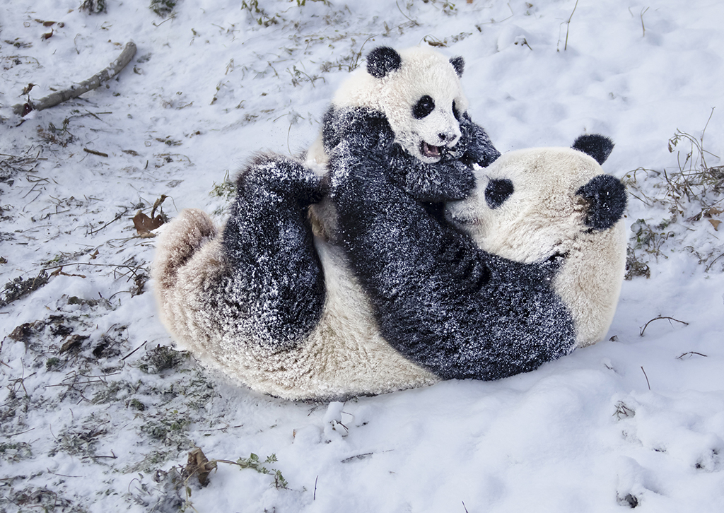 四川汶川：大熊猫雪中嬉戏打闹 又糯又奶