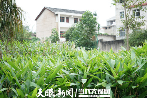 粽叶如今在打磨村种植连片 拍摄人 张恒新_副本.jpg