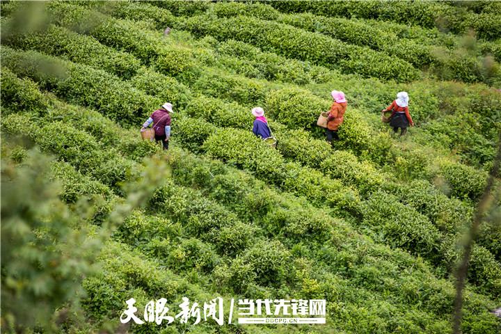 358674-5月27日，村民在贵州省毕节市纳雍县鬃岭镇坪箐村高山茶园里采茶。罗大富 摄（贵州图片库发）.jpg