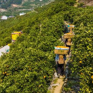 湖北秭归：早春时节橙飘香