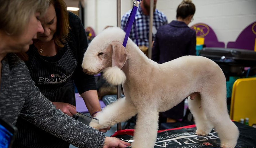 威斯敏斯特犬展闭幕