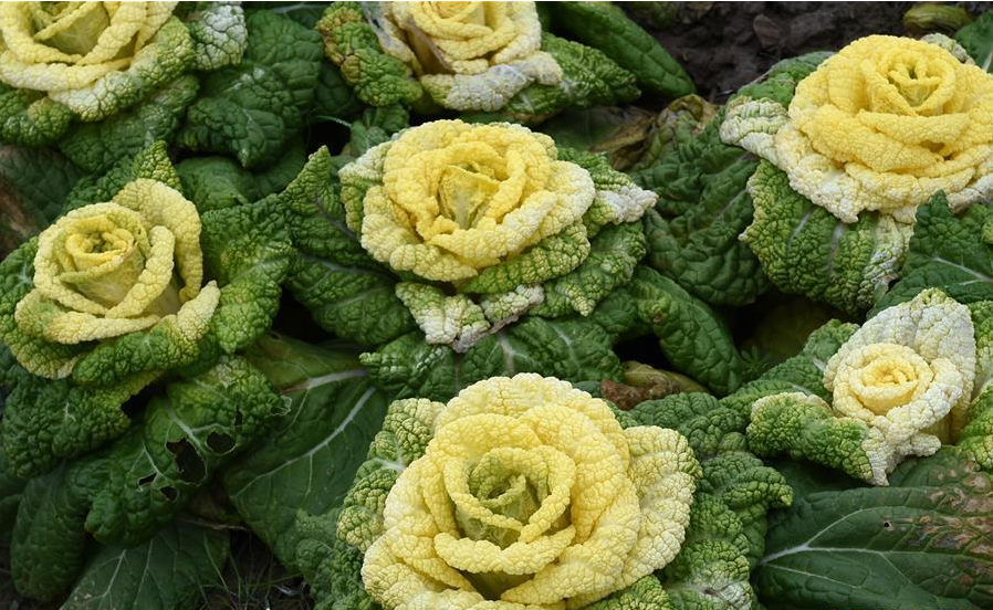 南京：“玫瑰白菜”面市