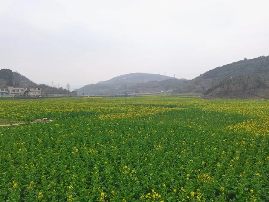 清镇市启动实施2万亩“稻油轮作”项目