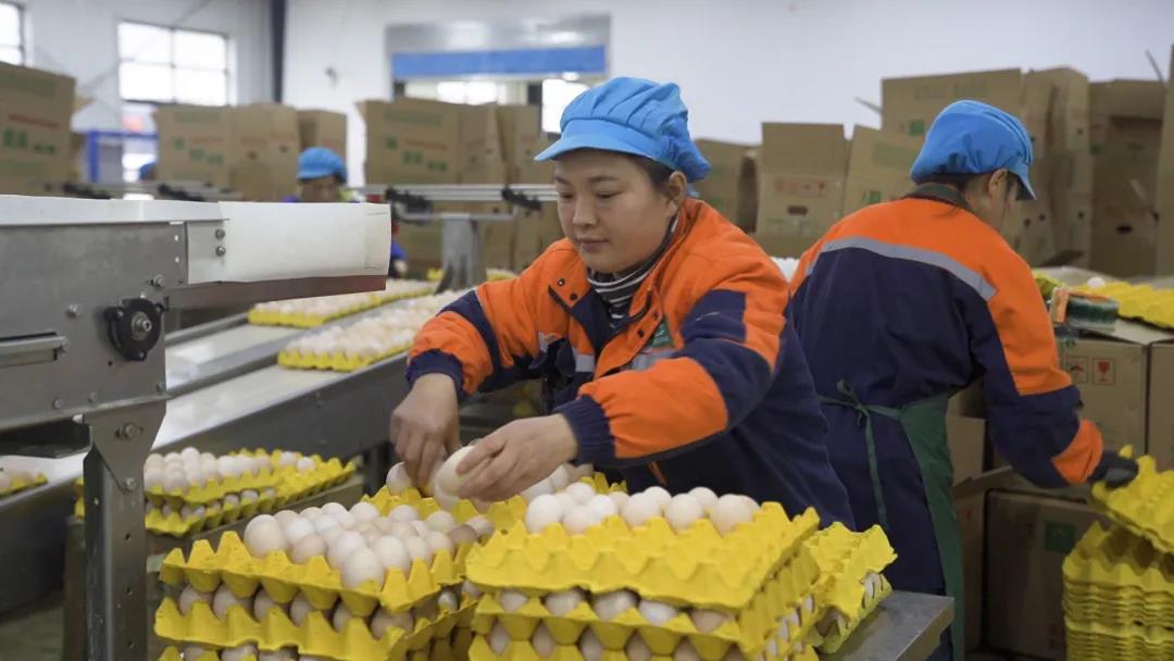 天眼新闻：【四新四化蹲点采访】纳雍沙包镇：发展蛋鸡养殖 产下致富“金蛋”
