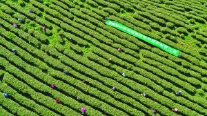 观山湖区：春茶开采季系列活动正式启动