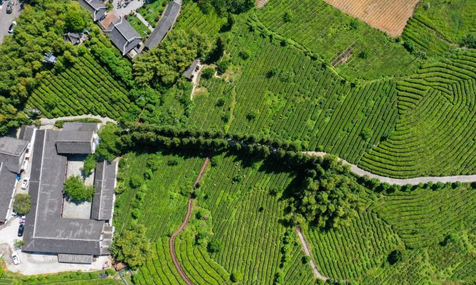 【图集】五一假期第四日，贵阳云山茶海采茶忙